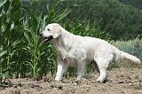 GOLDEN RETRIEVER 653